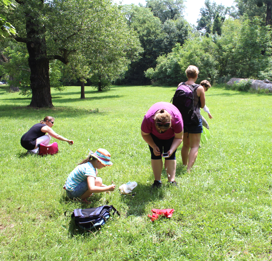 Kräuter auf der Wiese entdecken