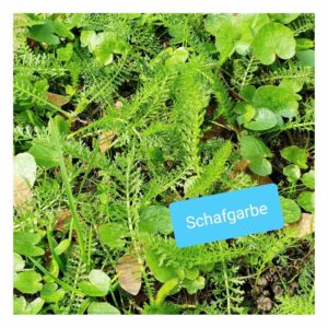 Schafgarbe