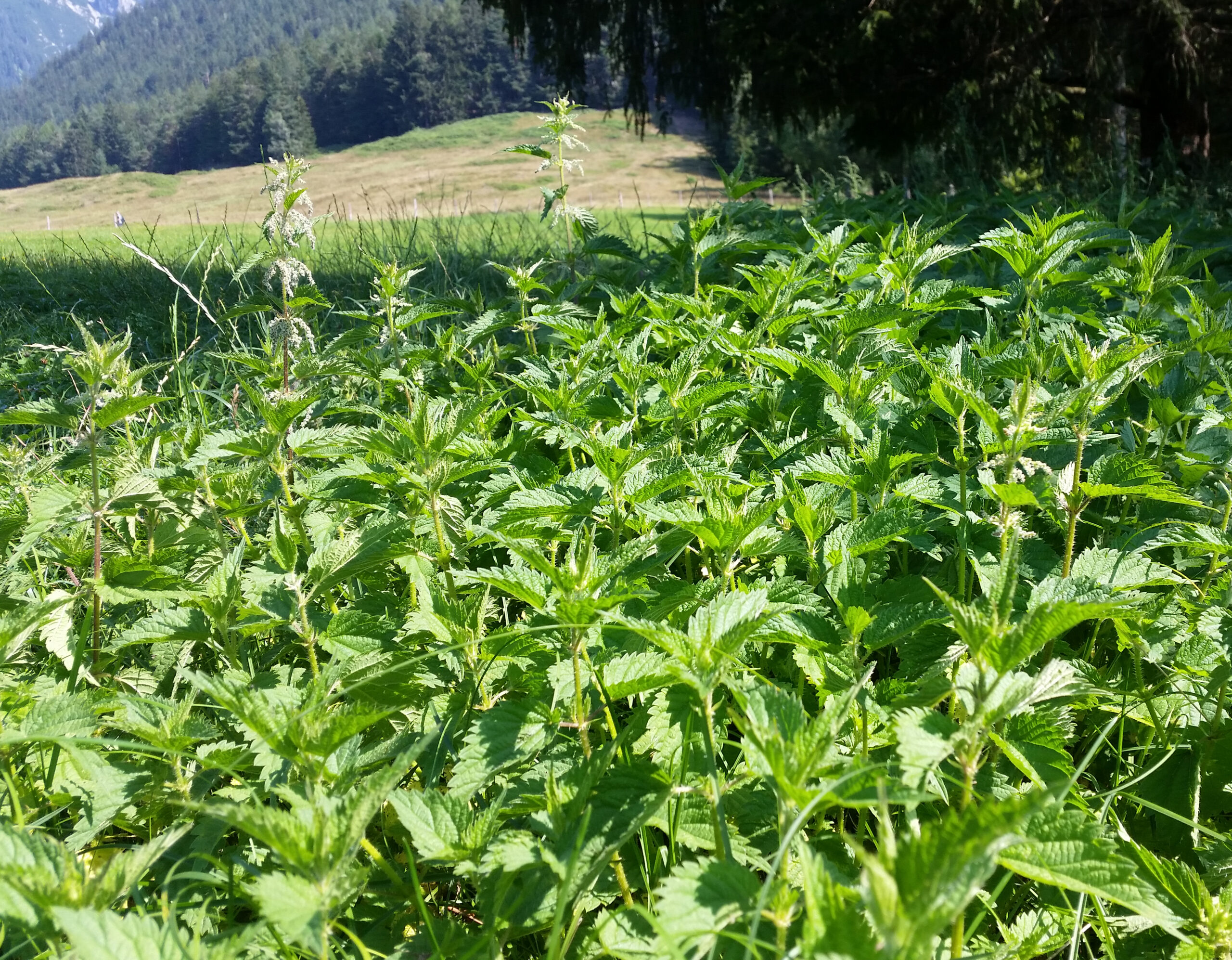 Brennnessel auf der Alm