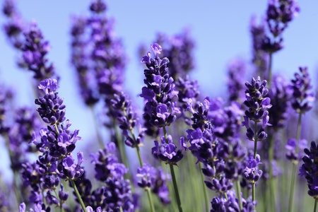 Lavendel Rezepte