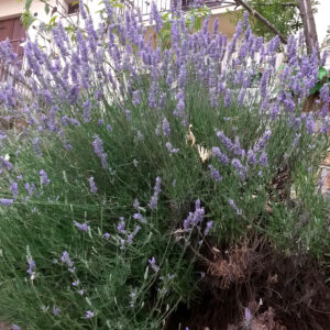 Lavendel mit Schmetterlingen