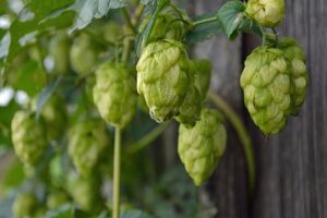 Hopfen Hopfenzapfen