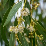 Eukalyptus BlÃ¼te