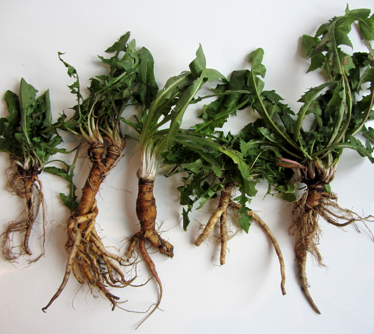 Löwenzahn Wurzeln