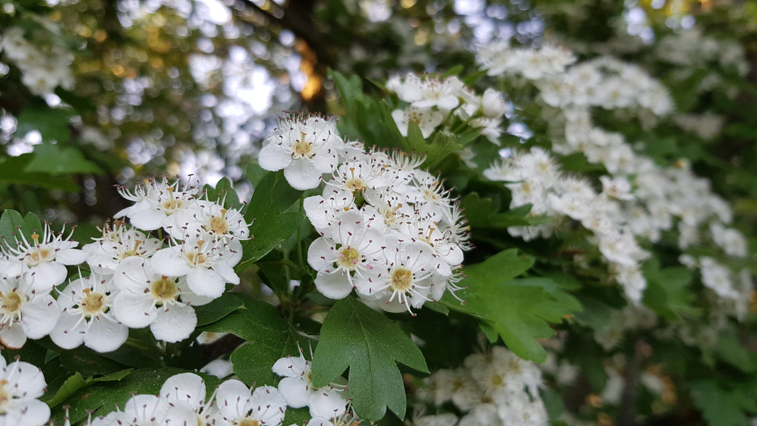 WeiÃŸdorn BlÃ¼ten