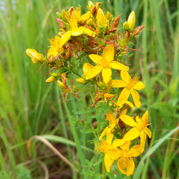 Johanniskraut Blüte