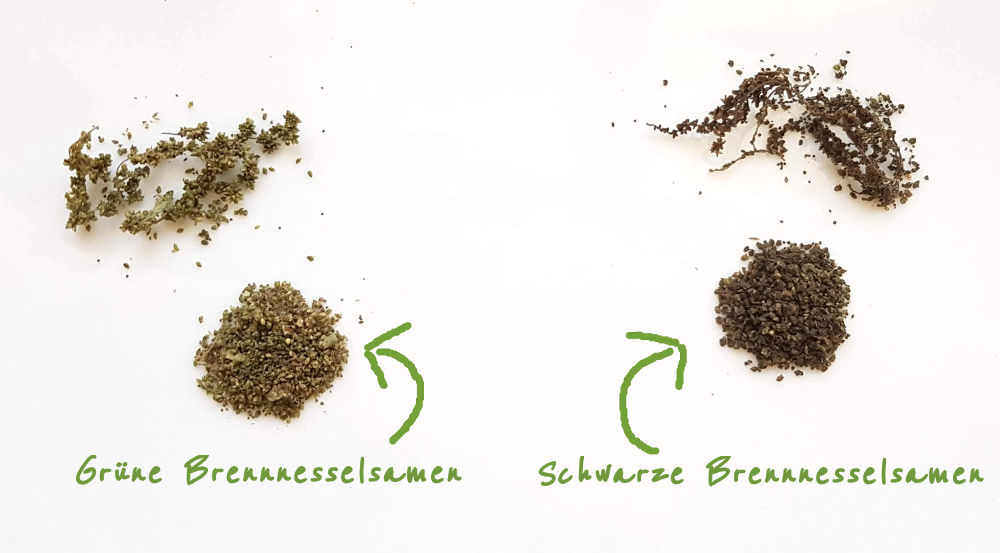 Grüne und schwarze Brennnesselsamen