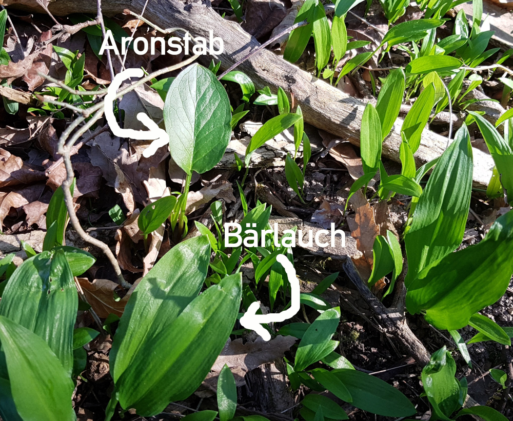 Aronstab vs. Bärlauch