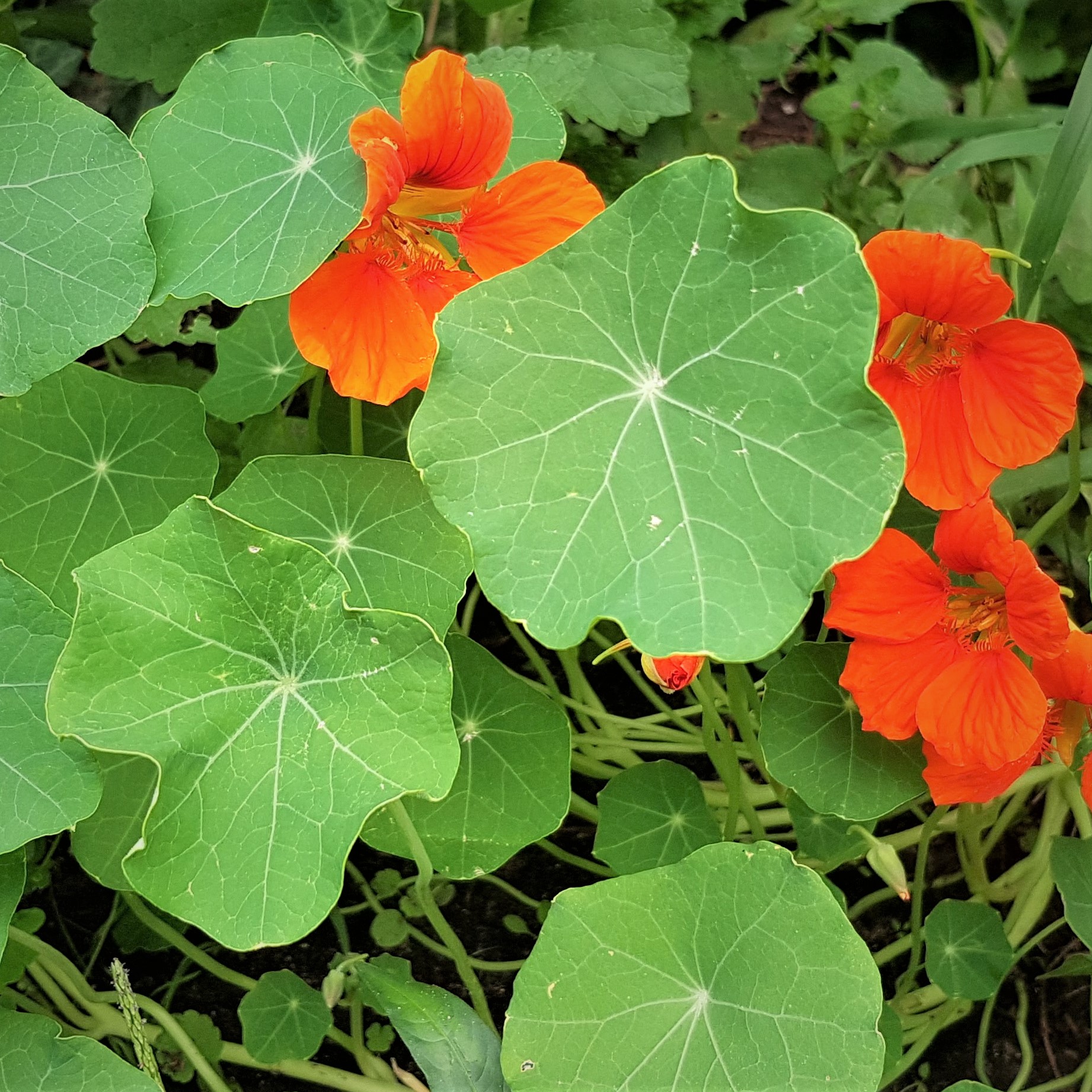 NatÃ¼rliches Antibiotikum aus Kapuzinerkresse Engelsgarten